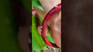 green chilli plant harvestingorganic kitchen garden gardeninglike subscribe [upl. by Burrell450]