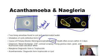 Acanthamoeba and Naegleria [upl. by Senzer113]