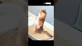 cute baby cats ☺️ cat viral youtubecats shortvideo viralvideo youtubeshorts [upl. by Nehgem]