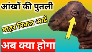 Actropion treatment in Goat  आंख की पुतली उलट कर बाहर आना [upl. by Mcnamara]