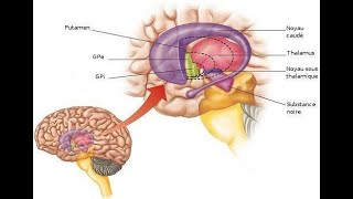 Physiologie du cerveau Les Ganglions de la base [upl. by Borg]