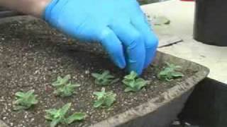 Propagating Plants from Cuttings [upl. by Leotie]