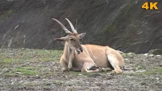 Common Eland  Antelope 伊蘭羚羊  2016 Ultra HD 4K HDR [upl. by Parhe915]