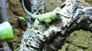 feeding my reptiles Leiocephalus screibersii and Sceloporus malachiticus [upl. by Niliak]