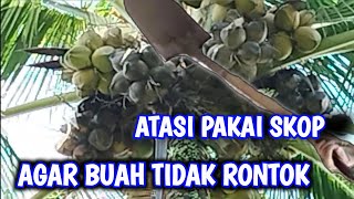 Cara Mengatasi Buah Kelapa Yang Mudah Rontok Menggunakan Cal Ha Dan Biopori [upl. by Direj614]