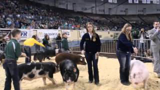 2016 Oklahoma Youth Expo Grand Market Hog Drive [upl. by Wilbur]