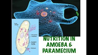 Holozoic nutrition in Amoeba amp Paramecium Life Processes part10 RooseTube Biology series [upl. by Agbogla]