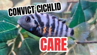 Convict Cichlid Care [upl. by Nive268]