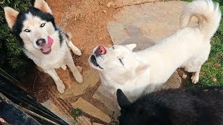 Husky Howling at Fire Truck Siren [upl. by Eneloc]