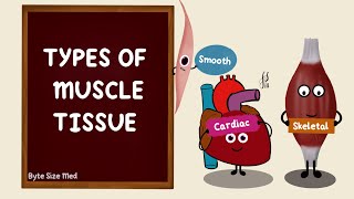 Types of Muscle Tissue  Skeletal Smooth Cardiac Muscle  Differences  Nerve Muscle Physiology [upl. by Ru606]