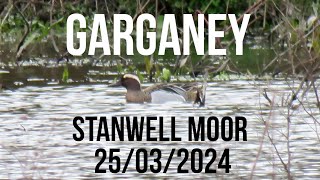 Garganey Stanwell Moor 25032024 [upl. by Reggie]