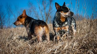 Training Your Australian Cattle Dog to Do Amazing Tricks [upl. by Ahseik]