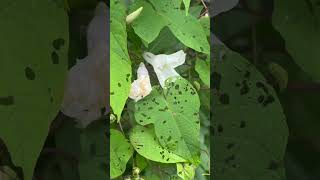 Pollinator on the Chattooga River Trail [upl. by Ramburt]