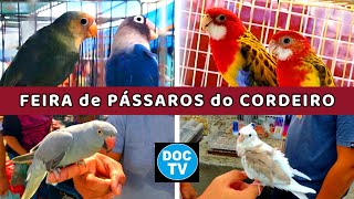 Feira de Pássaros do Cordeiro e Gaiolas parte 2 passaros criarpassaros feiralivre [upl. by Aleakim]