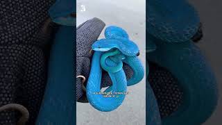 Les 5 plus beaux serpents du monde 🐍😍 ep2 [upl. by Eignat]