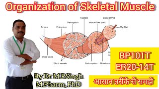 Skeletal Muscle  Organization of Skeletal Muscle  Human Anatomy amp Physiology  BP101T amp ER2014T [upl. by Malvino192]