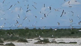 Hundreds of Seagulls on Trischen Island [upl. by Mccallion430]