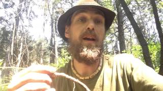 Harvesting wild Sarsaparilla with Yarrow Willard [upl. by Fatima]