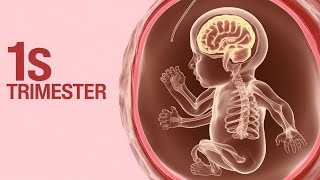 First Trimester pregnancy 3D Animated Pregnancy Guide [upl. by Andreas]