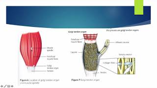 Alevel PE  Proprioceptive Neuromuscular Facilitation  Anatomy amp Physiology [upl. by Kcinemod]