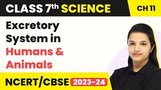 Class 7 Science Chapter 11  Excretory System in Humans amp AnimalsTransportation in Animals amp Plants [upl. by Hsot]