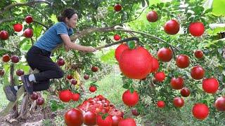 Harvest rare red Pomelos Fruit cook Pomelo sweet soup Go to the market to sell Phuong  Harvesting [upl. by Giordano]