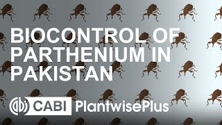 Biological control of parthenium in Pakistan [upl. by Annatsirhc334]