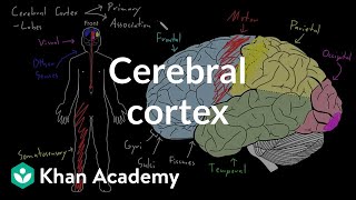 Cerebral cortex  Organ Systems  MCAT  Khan Academy [upl. by Sert353]