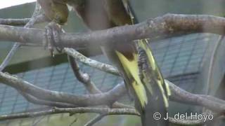 Green Oropendola [upl. by Llevol]