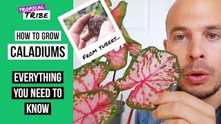 How to grow Caladiums from bulbs Caladium tubers [upl. by Eddra]