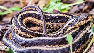 Mastering Garter Snake Care A Comprehensive Guide [upl. by Delinda]