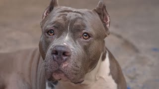 American Pit Bull Terrier vs American Staffordshire Terrier Whats the Difference [upl. by Ner179]