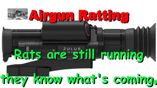 Airgun Ratting  The rats are still running they know whats coming [upl. by Colston]