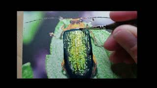 Longhorn Beetle Gets a Brush Up [upl. by Rattan]