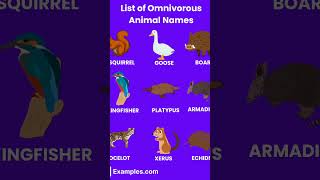 List of omnivores Animals [upl. by Dyolf]