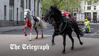 Bloodcovered Household Cavalry horses run loose through London [upl. by Suixela246]