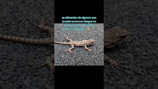 Lagartijas quotHéroes sin capaquot ✌️😉🦎Lagartija espinosa Sceloporus grammicus CDMX viral fyp mx [upl. by Arbmat654]