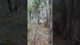 Forest Walk Footsteps of Forest Sound Effect Crunchy Walk Stress Reliefshort [upl. by Natie]