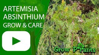 Artemisia absinthium  grow amp care Common wormwood [upl. by Anitsyrc527]