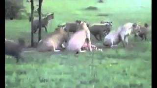 Lions Attack Hyenas Huge Young Hyenas Lions life [upl. by Armat]