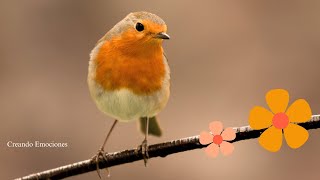 Pájaros Felices  Sonidos  Cantando [upl. by Allekim]