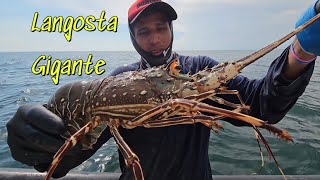 CAPTURA LANGOSTA GIGANTE lo que hizo después te dejará sin palabras [upl. by Kinnie]