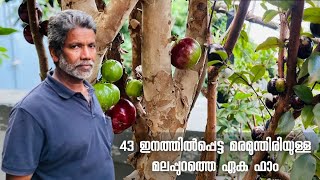 43 വെറൈറ്റി മരമുന്തിരിയുമായി ഒരു അടിപൊളി മരമുന്തിരി ഫാംjaboticabal exoticexoticplantsInKerala2023 [upl. by Asenab]