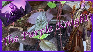 Growing Purple Knight Plant  The Calico Plant [upl. by Recor]