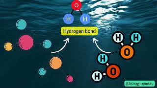 Difference between High Specific Heat and High Heat of Vaporization of water with example [upl. by Nitsrek]