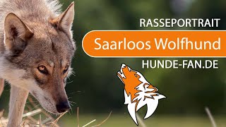 ► Saarloos Wolfhund 2018 Rasse Aussehen amp Charakter [upl. by Kaia]