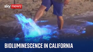 California Bioluminescent waves form as sea plankton appearances become more regular [upl. by Georgetta402]