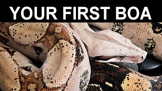 Your First Pet Boa Constrictor A Complete Care Guide for Beginning Boa Keepers [upl. by Raamal282]