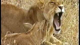 MUST WATCH A Lioness Adopts a baby antelope A short documentary that will open your eyes [upl. by Harrell799]