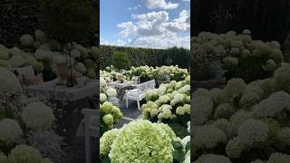 Возможно вырастить такие гортензии в садуЛегкоbeautifulannabelle hortensiaperfect hydrangeas [upl. by Notnef]